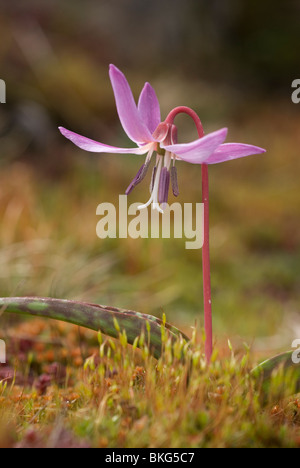 Dents du chien européenne Violet (Erythronium dens-canis) Banque D'Images