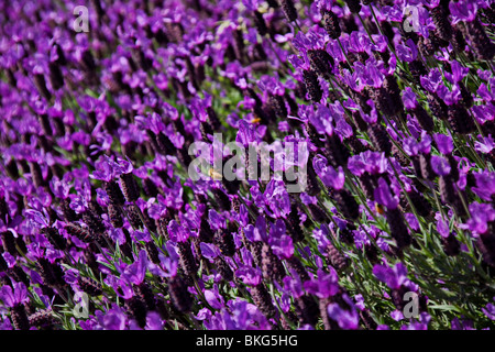 Lavender close up Banque D'Images