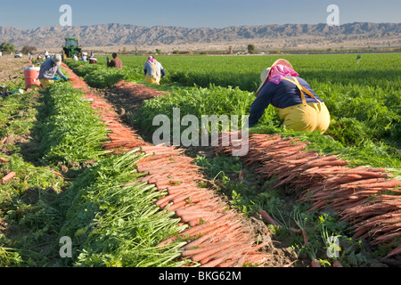 Récolte de carottes « Daucus carota », récolte des ouvriers agricoles hispaniques. Banque D'Images