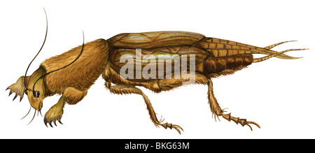 Le nord de courtilière Banque D'Images