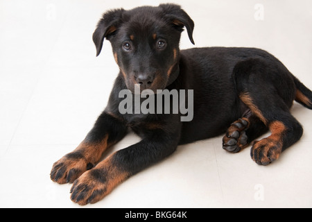 Chiot Beauceron Banque D'Images