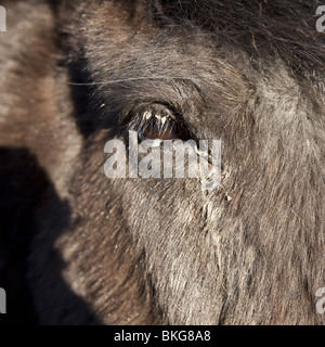 Des cendres dans l'œil de cheval en raison de cendres volcaniques d'Éruption Éruption Eyjafjallajokull, en Islande Banque D'Images