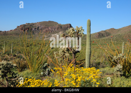 (Encelia farinosa, Brittlebush), et saguaro cactus, (Carnegiea gigantea), poussent dans le désert de Sonora, Tucson, Arizona, USA. Banque D'Images