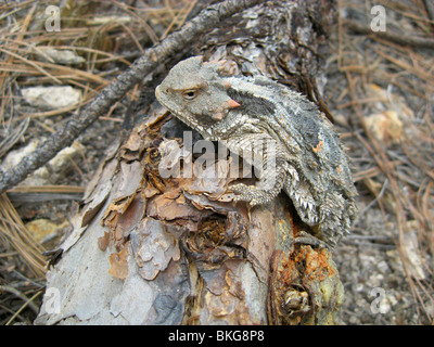 Un Short-Horned Lizard (Phrynosoma hernandesi), sur le mont Lemmon, montagnes Santa Catalina, Summerhaven, Arizona, USA. Banque D'Images