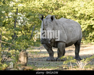 White Rhino, Etosha, Namibie. Banque D'Images