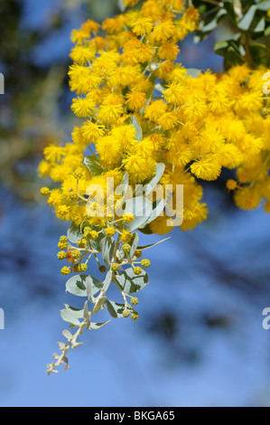 Acacia podalyriifolia, Afrique du Sud Banque D'Images