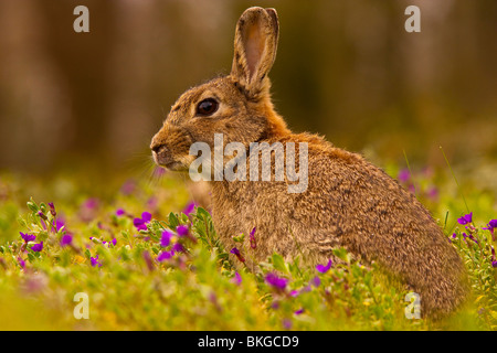 Lapin de garenne (Oryctolagus cuniculus) assis dans les fleurs Banque D'Images