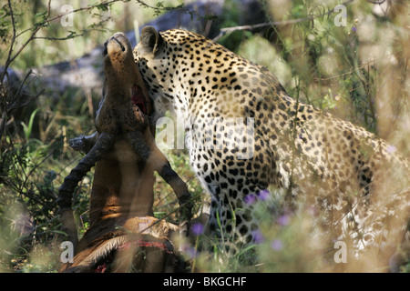 Léopard africain, Kruger, parc, sud, l'Afrique avec impala tuer Banque D'Images