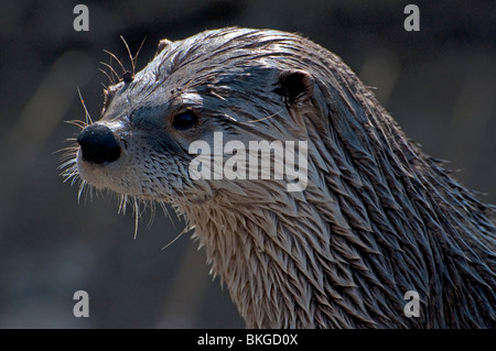 Close-up d'une loutre du Canada Banque D'Images