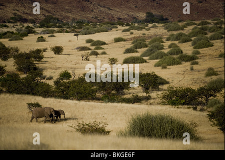 Adapté du Désert éléphants dans la concession de Palmwag, région de Kunene, le nord de la Namibie. Banque D'Images