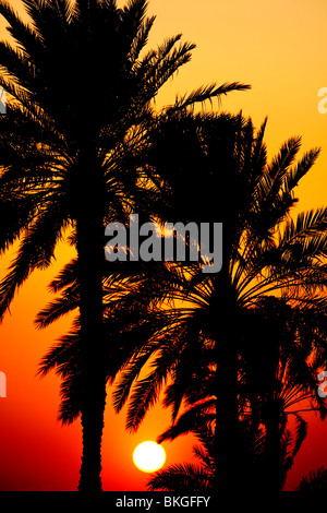 Soleil qui brille à travers palmiers tropicaux au coucher du soleil Banque D'Images