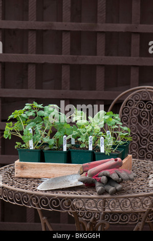 La truelle à la main, tablier, gants de jardinage et une pépinière de sélection de plantes herbacées cultivées en pots prêts à planter dans le jardin Banque D'Images