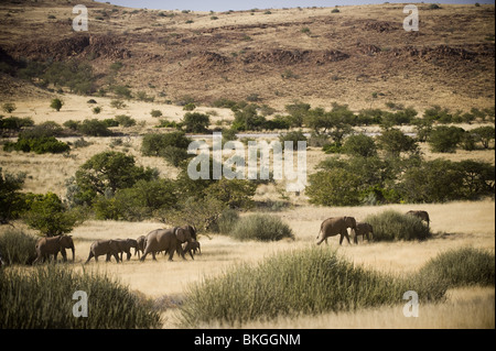 Adapté du Désert éléphants dans la concession de Palmwag, région de Kunene, le nord de la Namibie. Banque D'Images