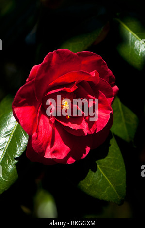 Camellia japonica 'Adolphe Audusson' en fleurs au printemps Banque D'Images