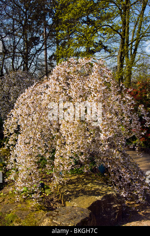 Prunus pendula Pendula Rosea Cerisier pleureur ornementales Angleterre Banque D'Images