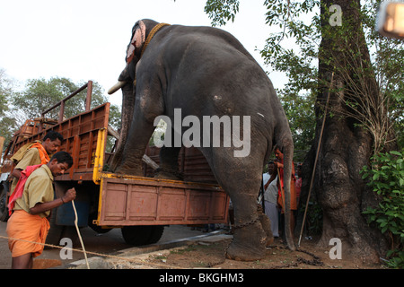 Un éléphant captivé getting down from un camion de thrissur pooram festival Banque D'Images