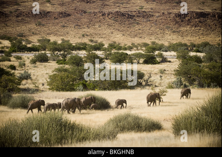 Adapté du Désert éléphants dans la concession de Palmwag, région de Kunene, le nord de la Namibie. Banque D'Images