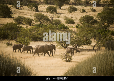 Adapté du Désert éléphants dans la concession de Palmwag, région de Kunene, le nord de la Namibie. Banque D'Images