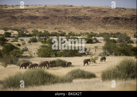 Adapté du Désert éléphants dans la concession de Palmwag, région de Kunene, le nord de la Namibie. Banque D'Images