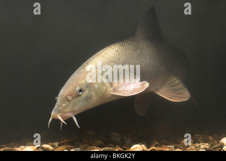 Photo d'un barbillon piscine au-dessus du gravier sur le fond Banque D'Images