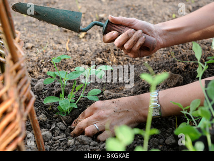 Un jardinier femelle Pois plantation autour d'un saule climber UK Banque D'Images