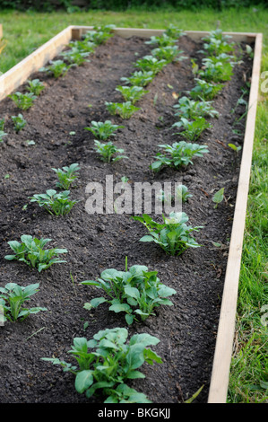 Lits de légumes relevée avec des plants de pommes de terre au début de la saison de croissance UK Banque D'Images