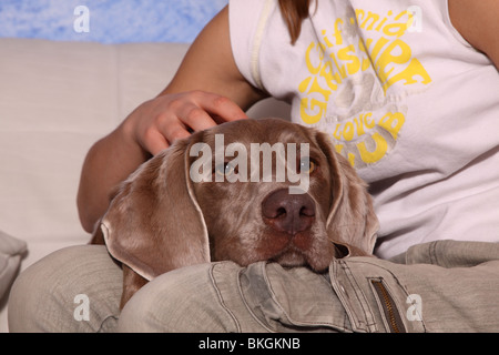 Braque de gestreichelt wird /caresses un Weimaraner Banque D'Images