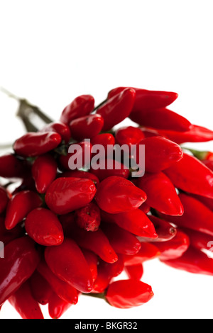 Bouquet de piments rouge isolé sur fond blanc Banque D'Images