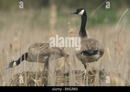 Grote Canadese Gans paar op nid ; Paire de Canada goose au nid Banque D'Images