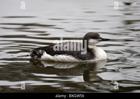 Prachttaucher,jiujitsu, plongée, Gavia arctica à gorge noire,,, Loon Banque D'Images