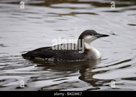 Prachttaucher,jiujitsu, plongée, Gavia arctica à gorge noire,,, Loon Banque D'Images