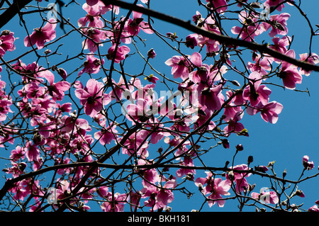 Magnolia sprengeri 'Diva' en fleurs au printemps Banque D'Images