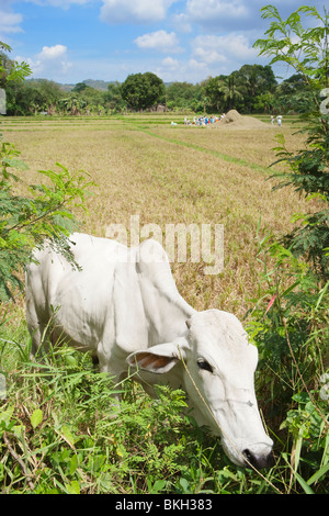 La récolte de riz dans le champ de la vache en arrière-plan ; Batangas ; le sud de Luzon, Philippines Banque D'Images