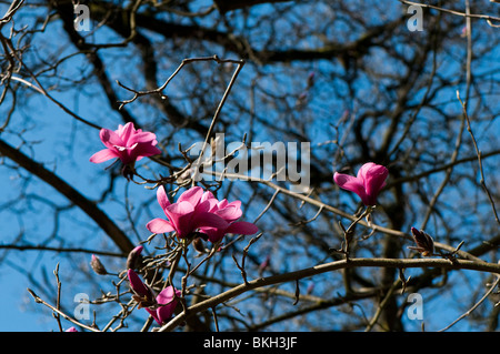 Magnolia sprengeri 'Diva' en fleurs au printemps Banque D'Images