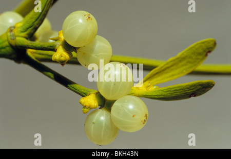 Le gui, Viscum album, fleurs et baies. Banque D'Images