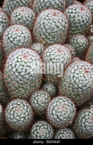 Close Up of Cactus prises sur le Zoo de Chester, England, UK Banque D'Images