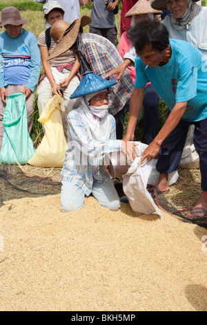 Femme de la distribution de riz pour les villageois après la récolte ; Batangas ; le sud de Luzon, Philippines Banque D'Images