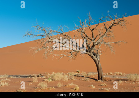 Dune 45 dans la région de Sossusvlei, Namibie Banque D'Images