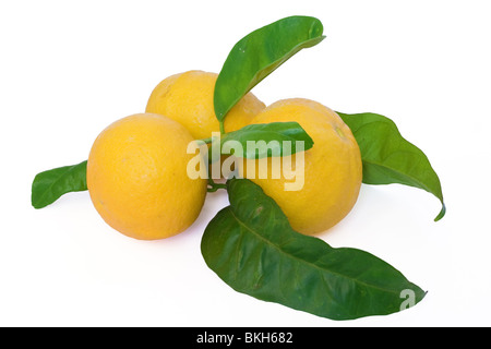 Trois oranges avec des feuilles isolées sur fond blanc Banque D'Images