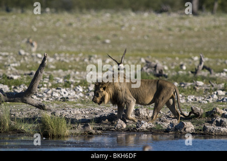 Un lion mâle reitfontain point d'Etosha, Namibie. Banque D'Images