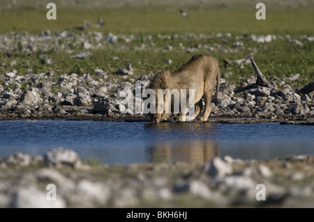 Un lion mâle reitfontain point d'Etosha, Namibie. Banque D'Images