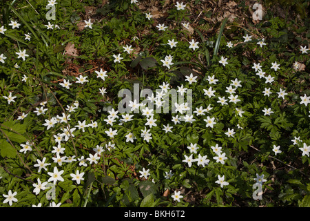 Un groupe d'anémone des bois de fleurs. Banque D'Images