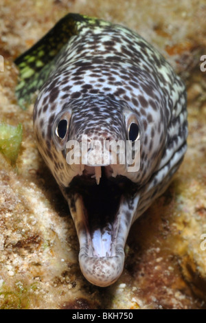 Spotted moray (Gymnothorax moringa) Cozumel, Mexique Banque D'Images