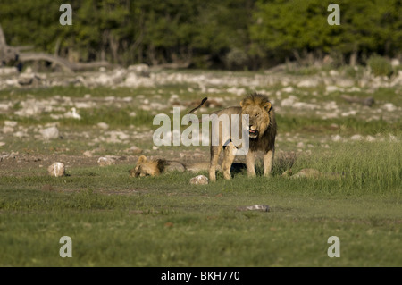 Un lion mâle reitfontain point d'Etosha, Namibie. Banque D'Images