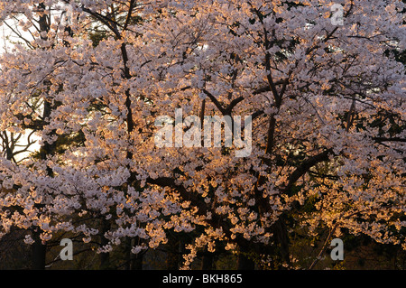 Coucher de soleil rouge eclairage arriere Japanese flowering cherry tree sakura en fleurs au printemps à High Park, Toronto Banque D'Images