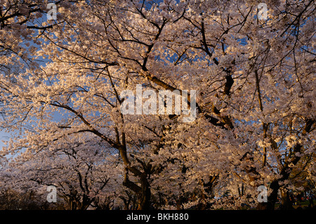 Forêt de la floraison des cerisiers japonais Sakura avec hanami foule sur High Park de Toronto à flanc de Prunus serrulata Somei-Yoshino Banque D'Images