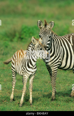 (Zèbre des plaines, Equus burchelli), de la mère et de l'ânon, le Parc National du Serengeti, Tanzanie. Banque D'Images