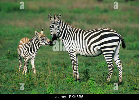 (Zèbre des plaines, Equus burchelli), mère avec poulain, le Parc National du Serengeti, Tanzanie. Banque D'Images