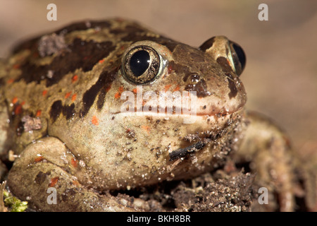 Portrait d'un crapaud commun Banque D'Images