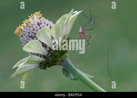 Araignée à longues pattes sur l'échinacée fleur dans le fond vert Banque D'Images